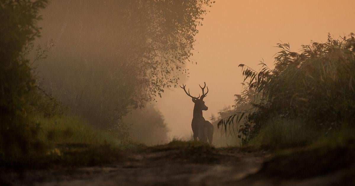 Cherokee Nation Wildlife Conservation to host fourth annual controlled deer hunts