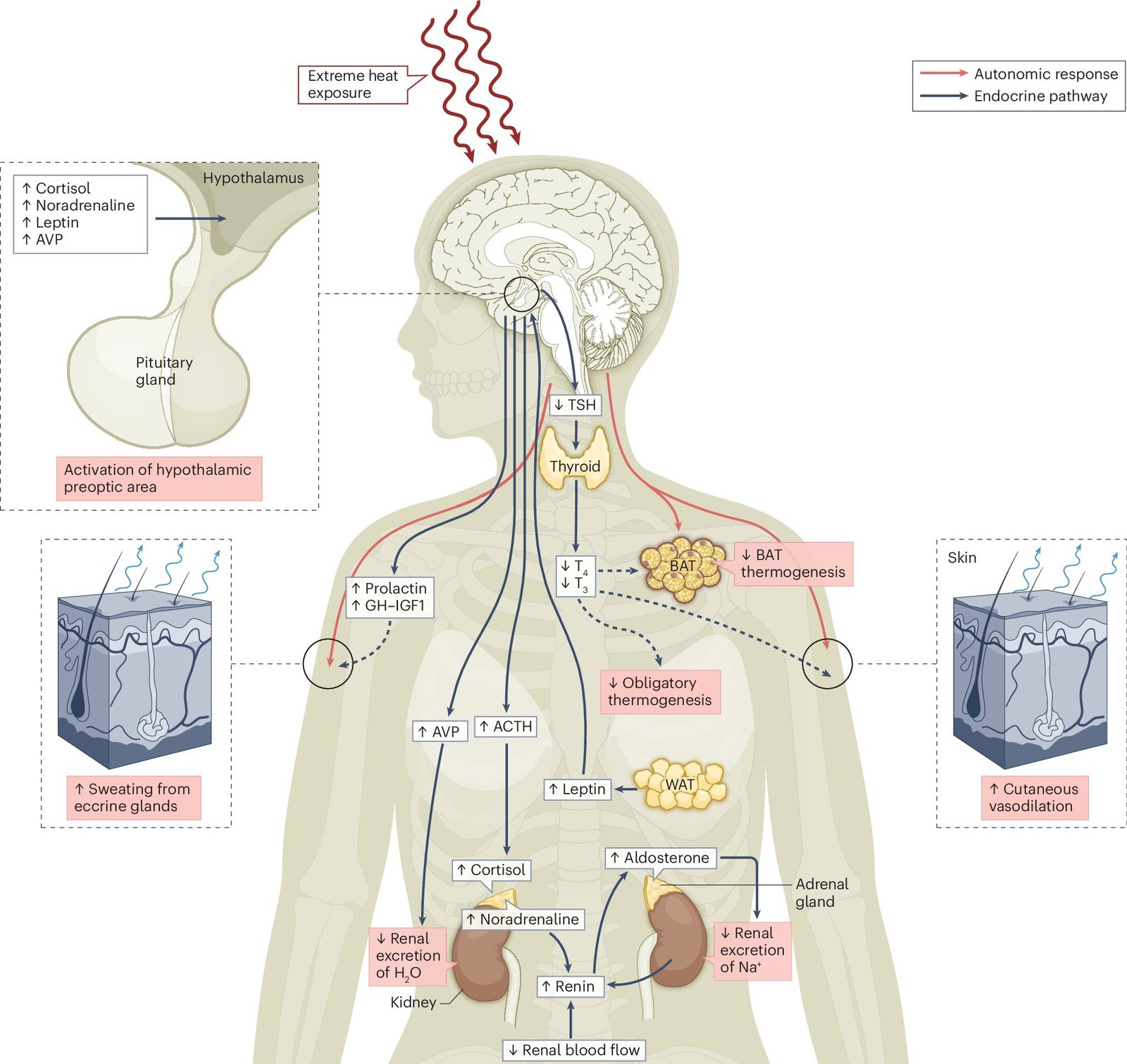 Exploring the health impacts of climate change on the endocrine system