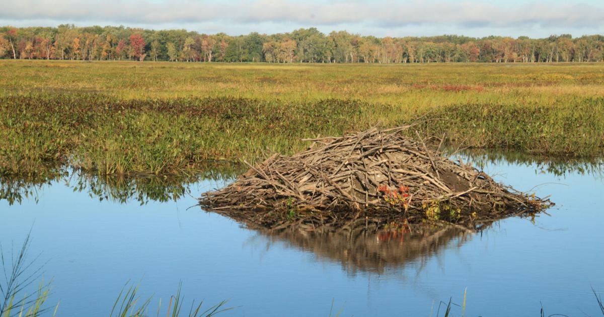 Junior waterfowl hunter training program to take place at Missisquoi National Wildlife Refuge