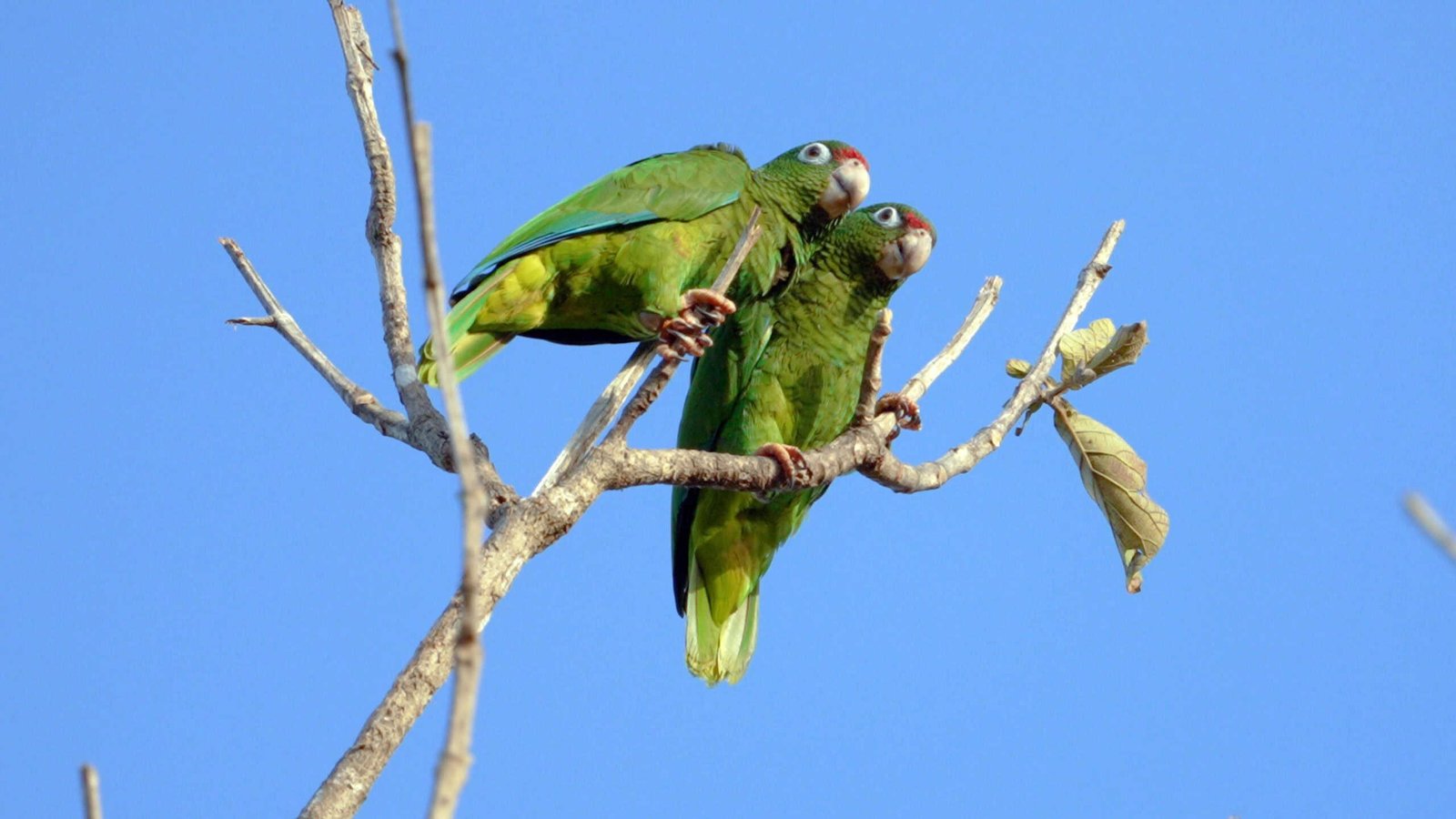 Natural disasters put some species at greater risk of extinction - The Wildlife Society