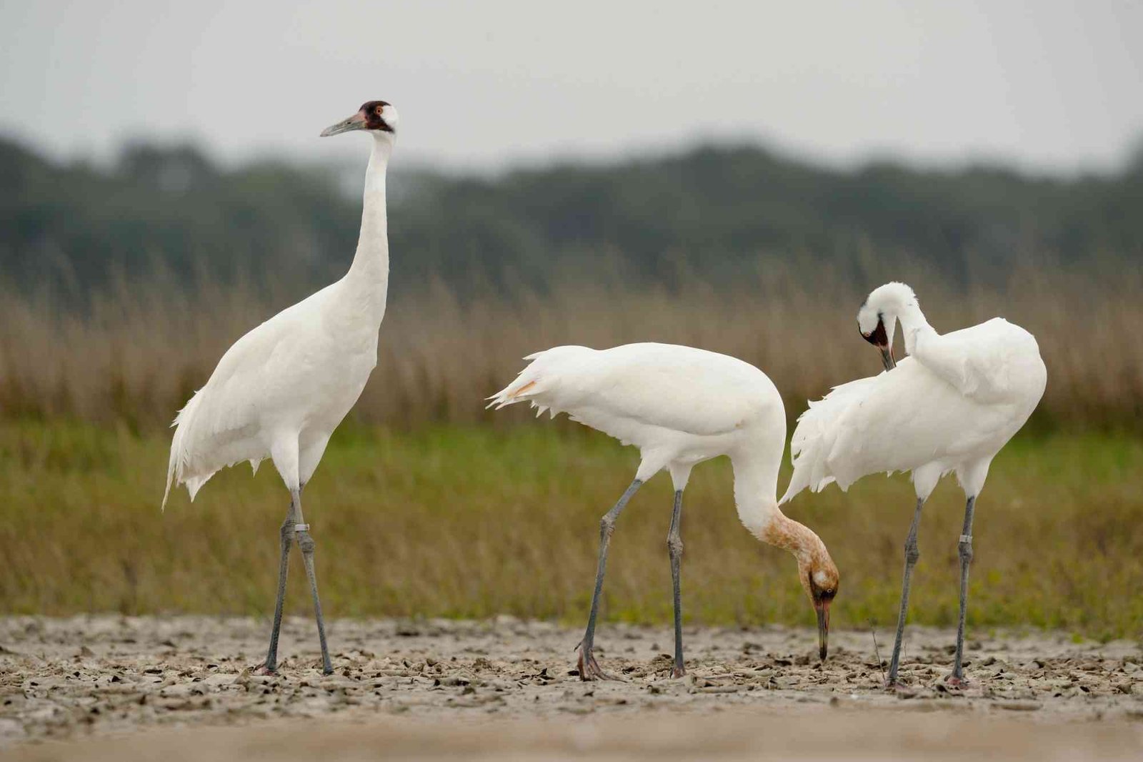 Saving Whooping Cranes, Expanding Wildlife Refuges