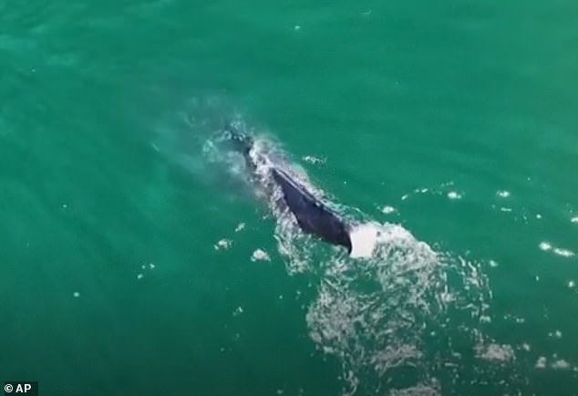 When the whale dives, it becomes much more clear that it's missing its flukes, which are crucial for propelling the mammal through the water