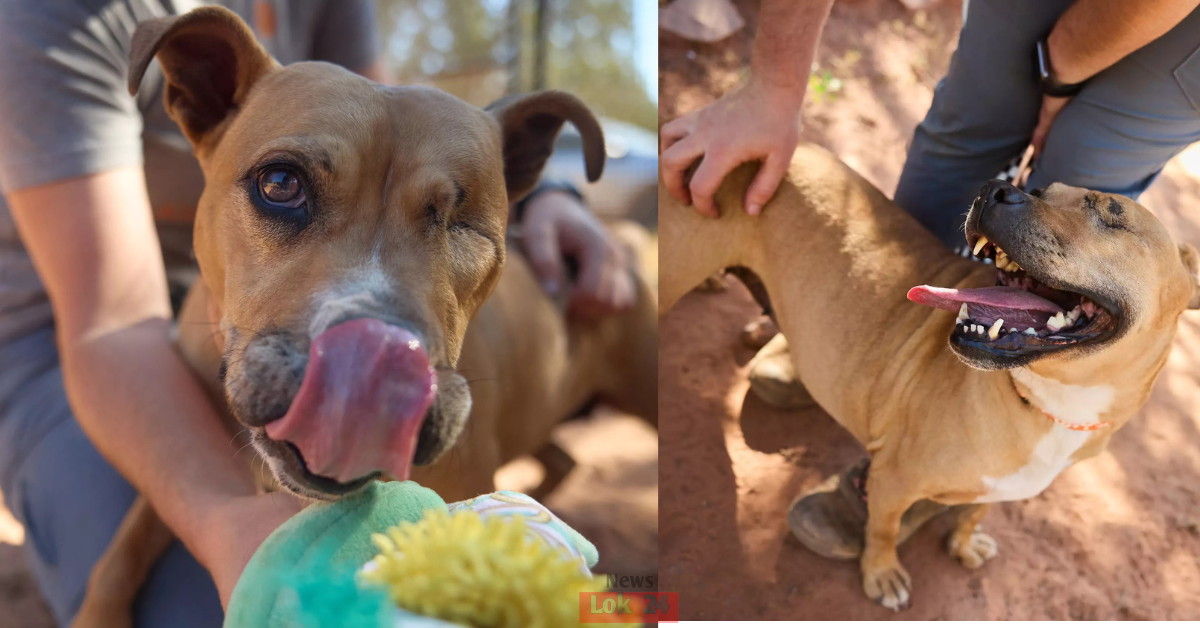 One-Eyed Rescue Dog